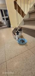 Found/Stray Unknown Cat last seen Hermon Drive and Cassiar, Vancouver, BC V5M 3X7