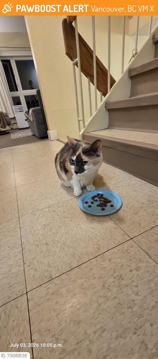 Found/Stray Unknown Cat last seen Hermon Drive and Cassiar, Vancouver, BC V5M 3X7