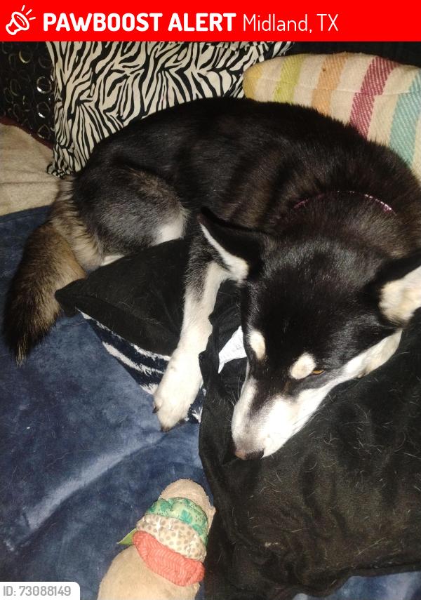 Lost Female Dog last seen Michigan and d street, Midland, TX 79701