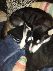 Lost Female Dog last seen Michigan and d street, Midland, TX 79701