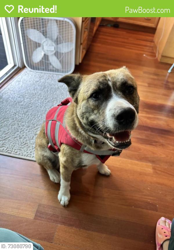 Reunited Female Dog last seen Santa Teresa and 85, San Jose, CA 95123