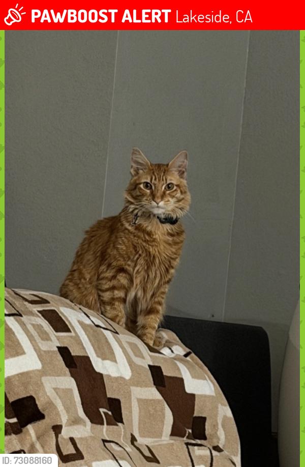 Lost Male Cat last seen Lakeside , Lakeside, CA 92040