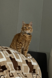 Lost Male Cat last seen Lakeside , Lakeside, CA 92040