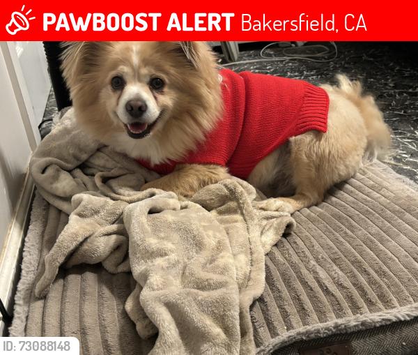 Lost Male Dog last seen Bakersfield, Bakersfield, CA 93312