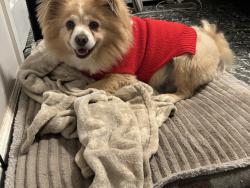 Lost Male Dog last seen Bakersfield, Bakersfield, CA 93312