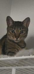 Lost Female Cat last seen i dont know, Palm Coast, FL 32164