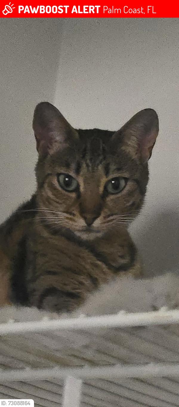 Lost Female Cat last seen i dont know, Palm Coast, FL 32164