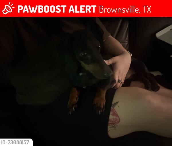 Lost Female Dog last seen Near vela middle school, Brownsville, TX 78526