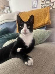 Lost Male Cat last seen Speedway and Greasewood area, Tucson, AZ 85745