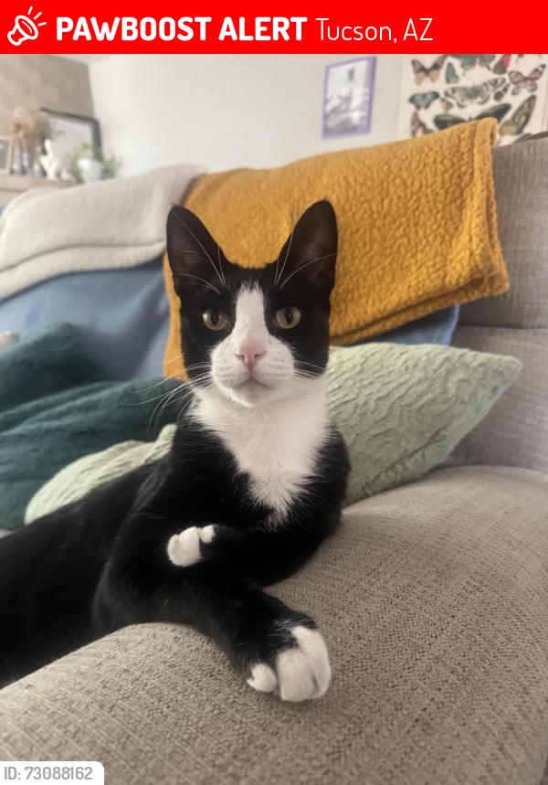Lost Male Cat last seen Speedway and Greasewood area, Tucson, AZ 85745