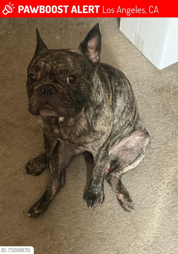 Lost Male Dog last seen Oro grande st, Los Angeles, CA 91342