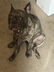 Lost Male Dog last seen Oro grande st, Los Angeles, CA 91342