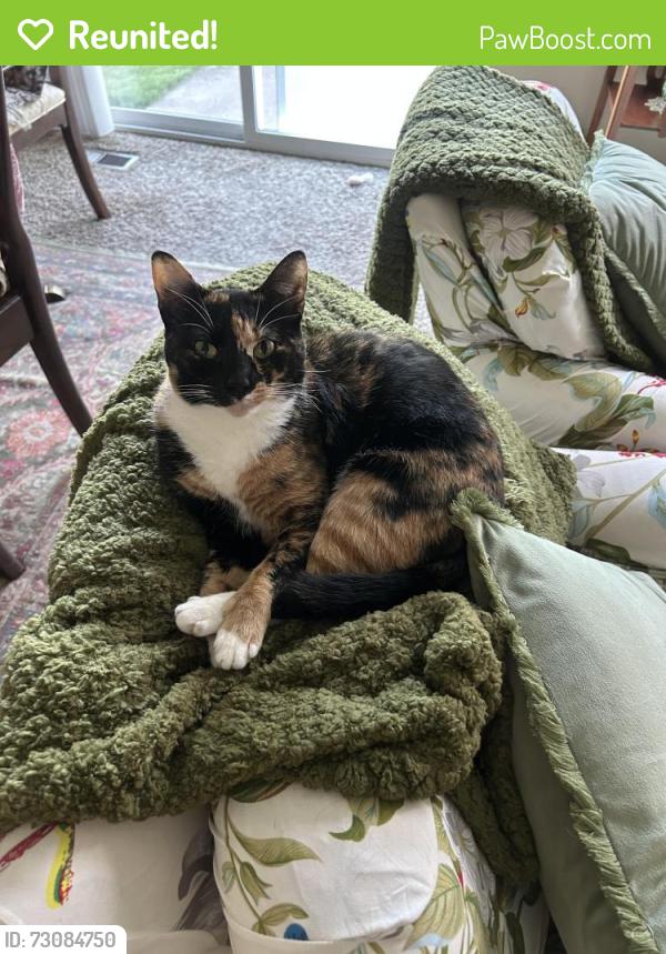 Reunited Female Cat last seen Viewpoint Drive, Pyott Road , Lake in the Hills, IL 60156
