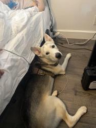 Lost Male Dog last seen S rosewood ave, Santa Ana, CA 92702