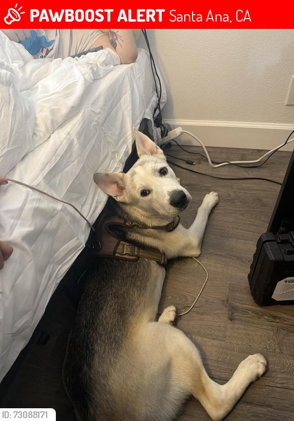Lost Male Dog last seen S rosewood ave, Santa Ana, CA 92702