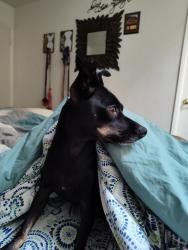 Lost Female Dog last seen La market place, target, luv car wash, Sinaloa middle school, Simi Valley, CA 93065