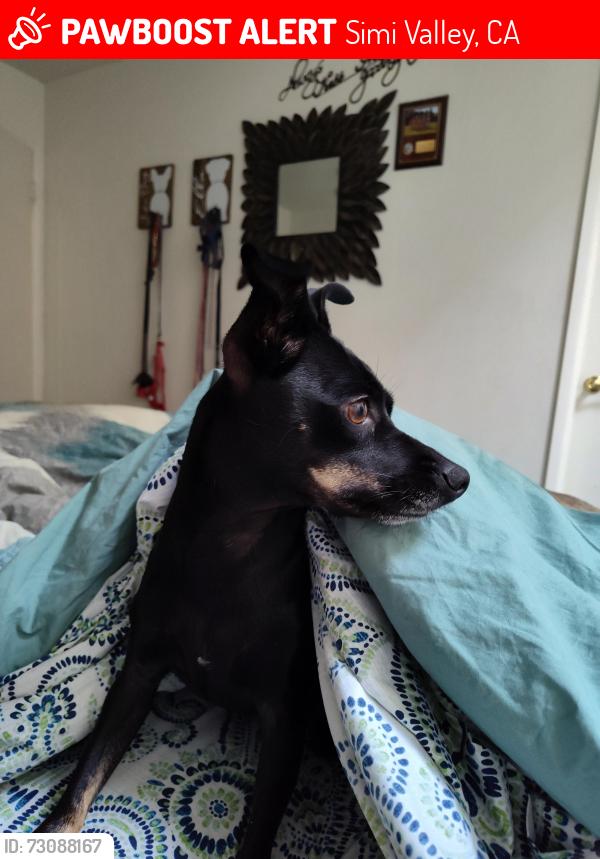 Lost Female Dog last seen La market place, target, luv car wash, Sinaloa middle school, Simi Valley, CA 93065