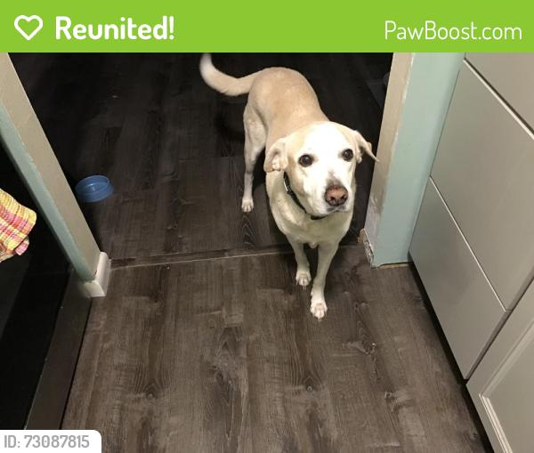 Reunited Male Dog last seen Kirkland/Century, Spring Hill, FL 34608