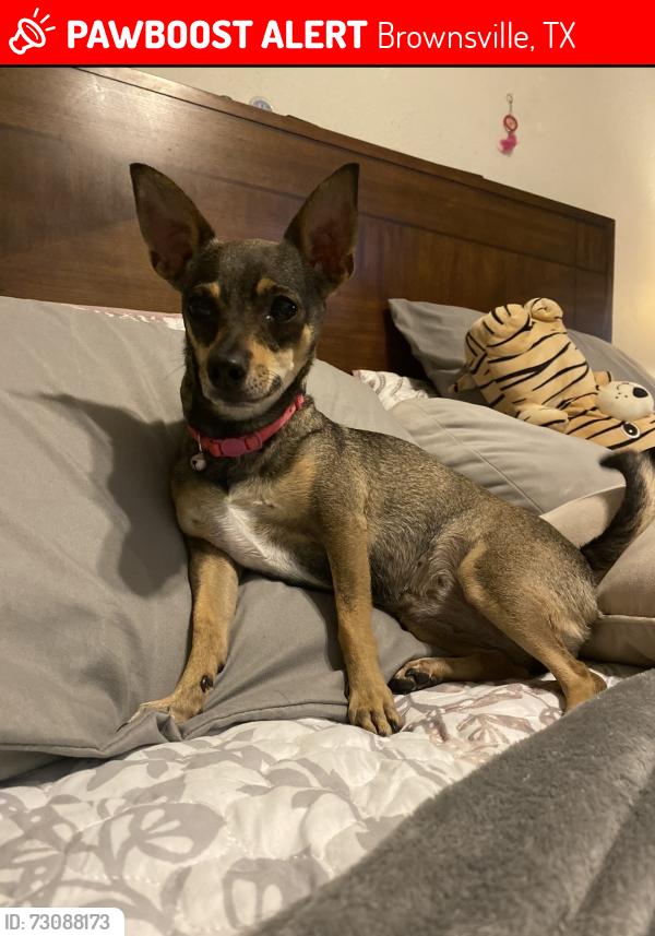 Lost Female Dog last seen Calle terrestre- Galaxia Sun., Brownsville, TX 78520