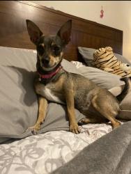 Lost Female Dog last seen Calle terrestre- Galaxia Sun., Brownsville, TX 78520
