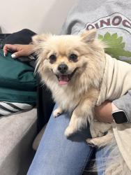 Found/Stray Female Dog last seen Lincoln and larch st, Anaheim, CA 92805