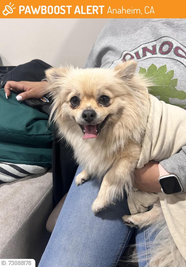 Found/Stray Female Dog last seen Lincoln and larch st, Anaheim, CA 92805