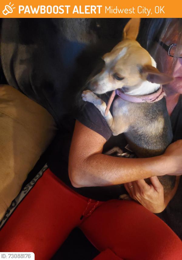 Found/Stray Female Dog last seen SE 15th and Ballad Dr, Midwest City, OK 73130