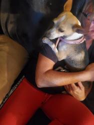 Found/Stray Female Dog last seen SE 15th and Ballad Dr, Midwest City, OK 73130