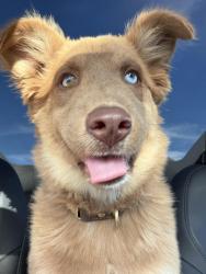 Found/Stray Female Dog last seen Central & Rosecrans, Compton, CA 90220