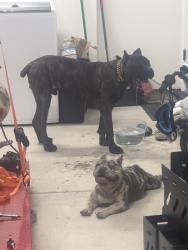 Found/Stray Male Dog last seen cecelio way, Tracy, CA 95376