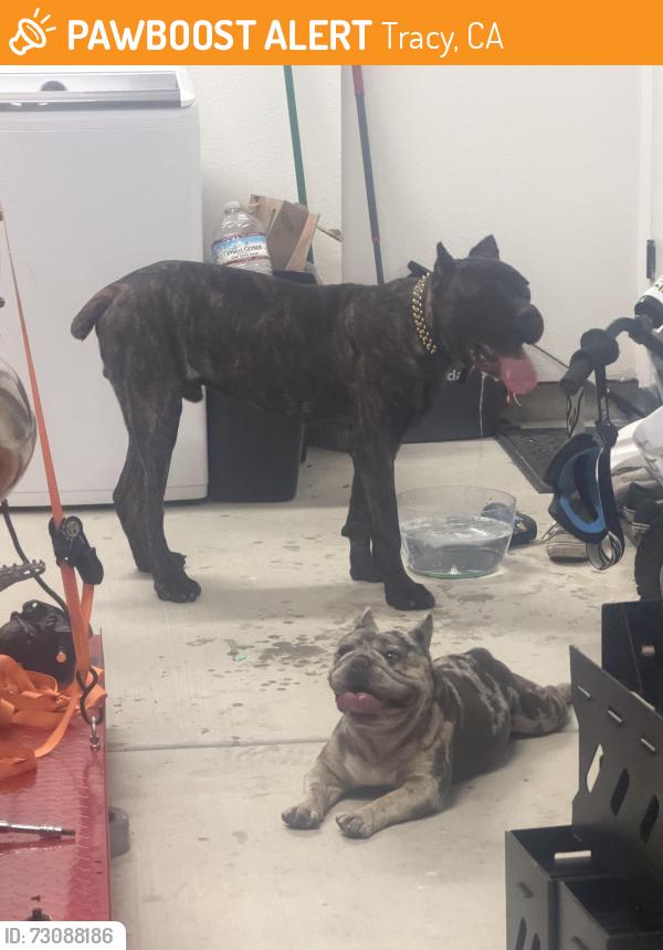 Found/Stray Male Dog last seen cecelio way, Tracy, CA 95376