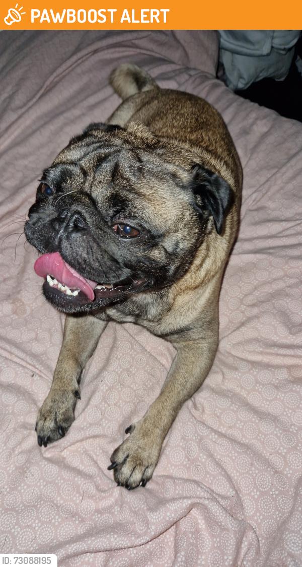 Found/Stray Male Dog last seen Miles platting around Bradford road area , Miles Platting, England M40