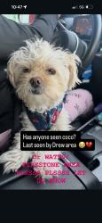 Reunited Female Dog last seen Compton and firestone, Los Angeles, CA 90002