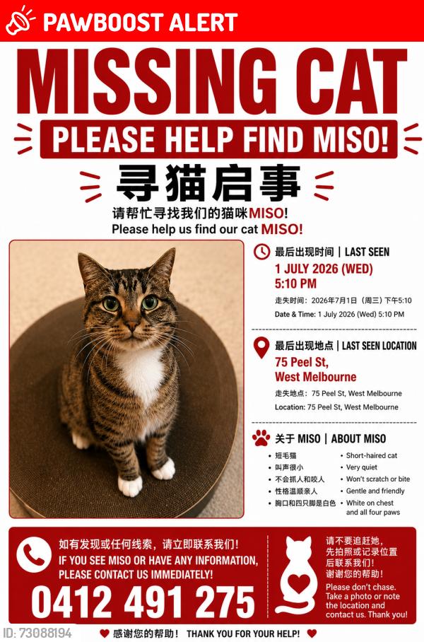 Lost Female Cat last seen Near peel street, west Melbourne, West Melbourne, VIC 3003