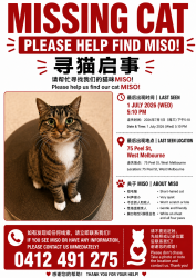 Lost Female Cat last seen Near peel street, west Melbourne, West Melbourne, VIC 3003