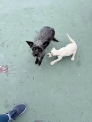 Found/Stray Female Dog last seen Burg park, Richmond, CA 94808