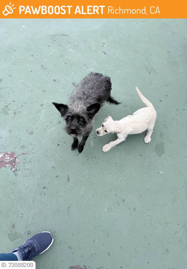 Found/Stray Female Dog last seen Burg park, Richmond, CA 94808