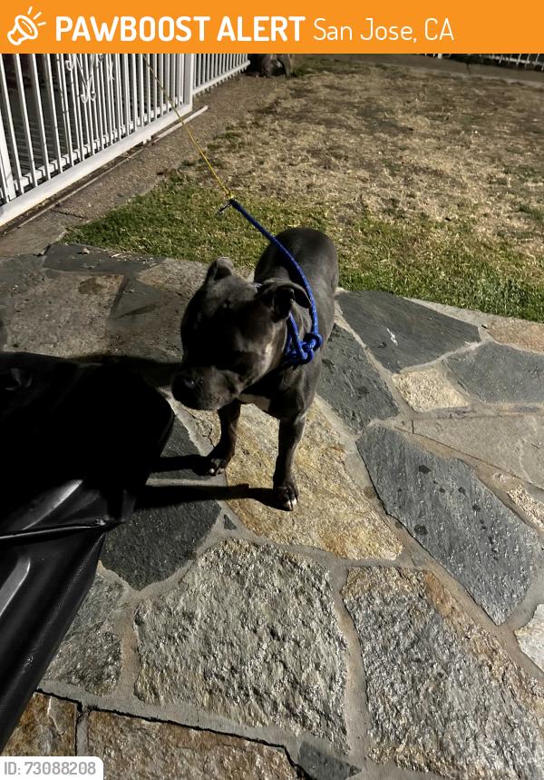 Found/Stray Unknown Dog last seen Rocky mountain dr, San Jose, CA 95148