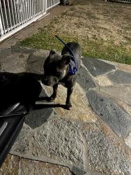 Found/Stray Unknown Dog last seen Rocky mountain dr, San Jose, CA 95148