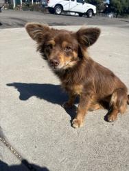 Found/Stray Female Dog last seen I see her all the time in southside Stockton she’s very friendly, Stockton, CA 95202