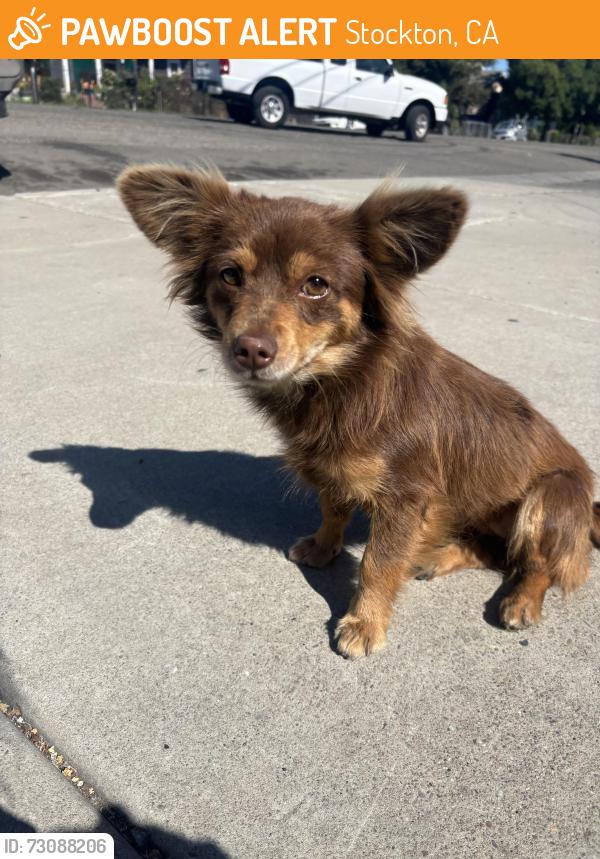 Found/Stray Female Dog last seen I see her all the time in southside Stockton she’s very friendly, Stockton, CA 95202