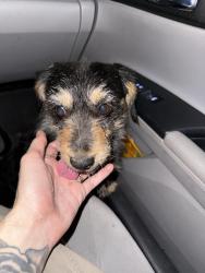 Found/Stray Female Dog last seen Conyer and Tulare ave, Visalia, CA 93277