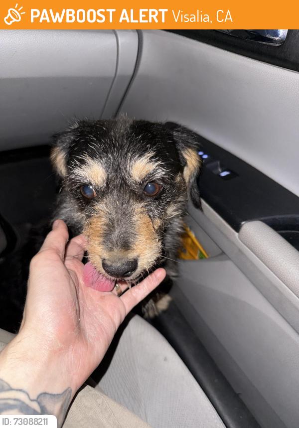 Found/Stray Female Dog last seen Conyer and Tulare ave, Visalia, CA 93277