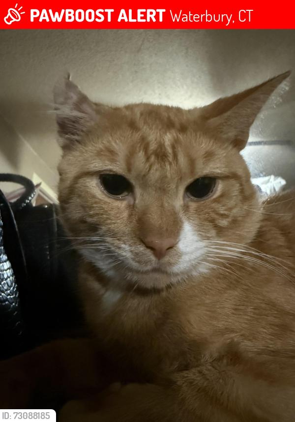 Lost Male Cat last seen Walnut street Waterbury 06704, Waterbury, CT 06702