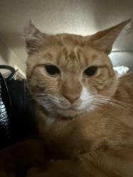 Lost Male Cat last seen Walnut street Waterbury 06704, Waterbury, CT 06702