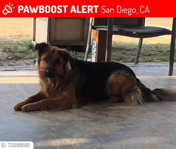 Lost Male Dog last seen Near Reynolds St San Diego CA 92113, San Diego, CA 92113