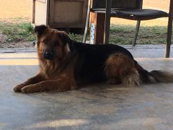 Lost Male Dog last seen Near Reynolds St San Diego CA 92113, San Diego, CA 92113
