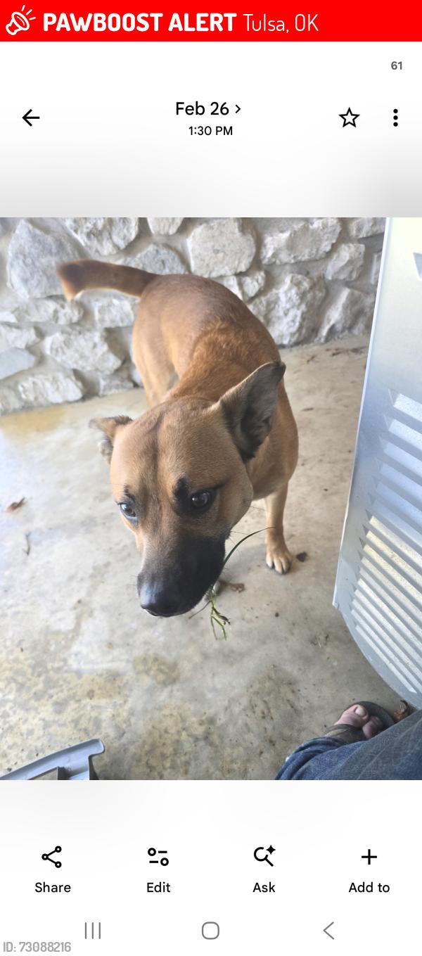 Lost Male Dog last seen Near s irvington ave, Tulsa, OK 74136