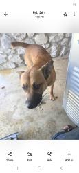 Lost Male Dog last seen Near s irvington ave, Tulsa, OK 74136