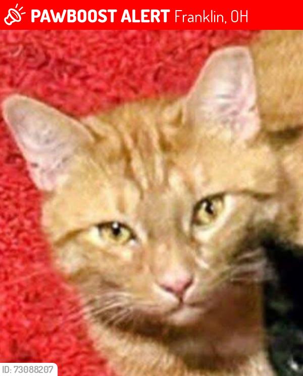 Lost Male Cat last seen Park Ave and Lions bridge, Franklin, OH 45005